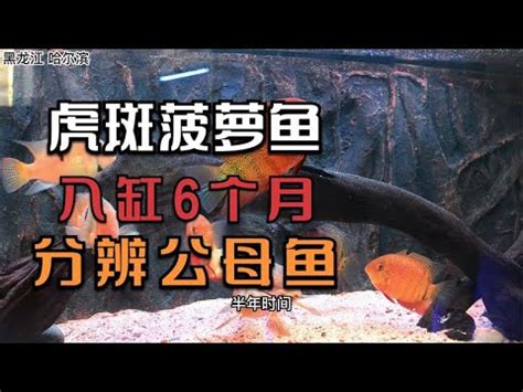 波羅魚種類